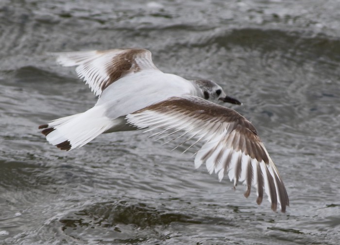 Little Gull