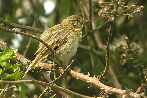 Iberian Chiffchaff