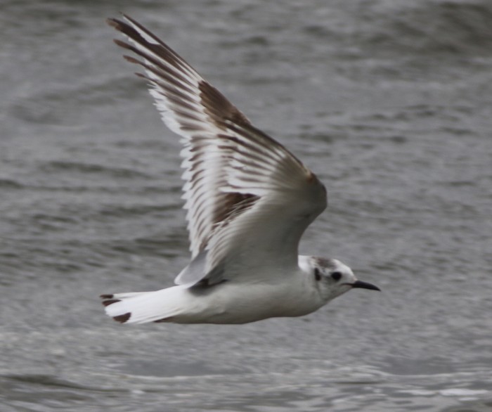 Little Gull