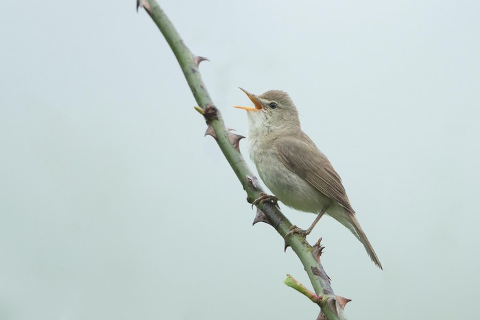 Blyth's Reed Warbler