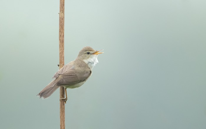 Blyth's Reed Warbler