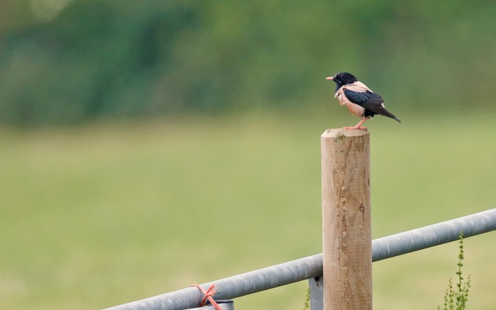 Rose-coloured Starling