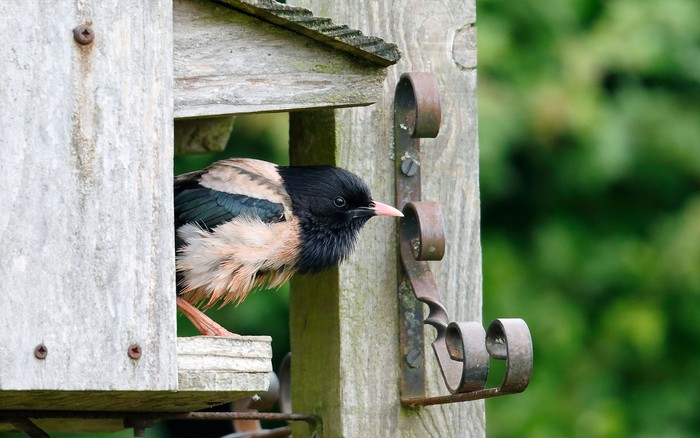 Rose-coloured Starling