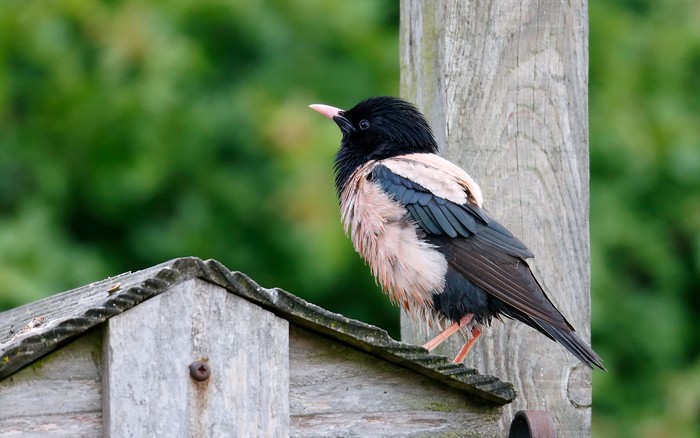 Rose-coloured Starling