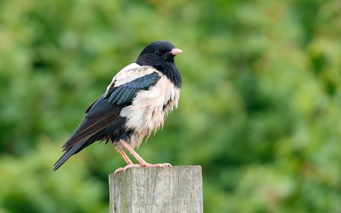 Rose-coloured Starling
