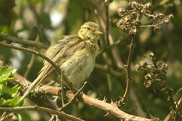 Iberian Chiffchaff