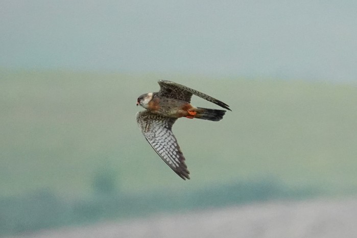 Red-footed Falcon