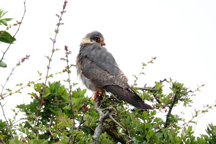 Red-footed Falcon