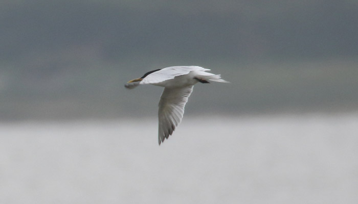 Sandwich Tern