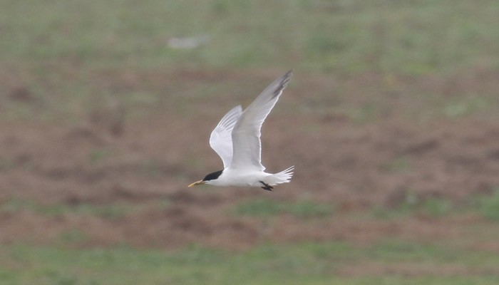 Sandwich Tern