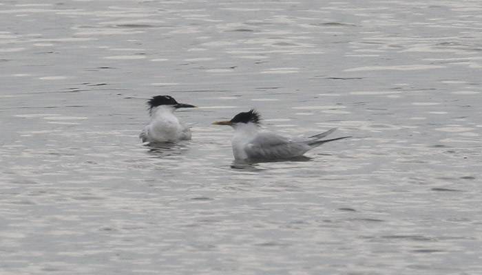 Sandwich Tern