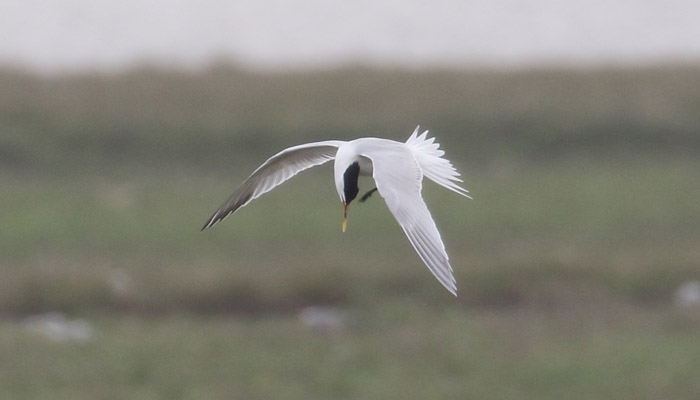 Sandwich Tern