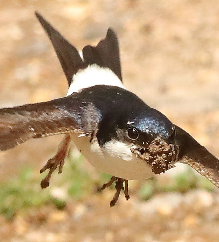House Martin