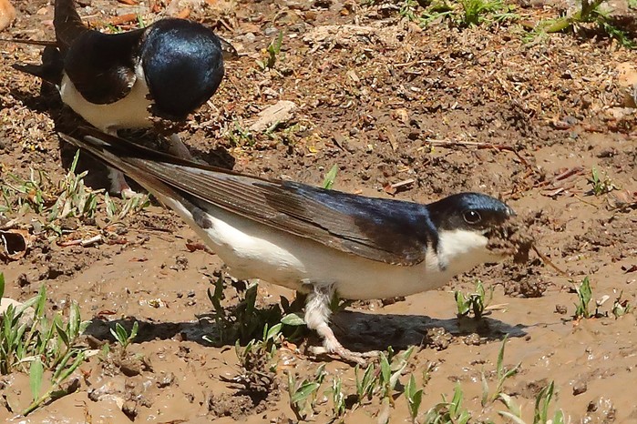 House Martin