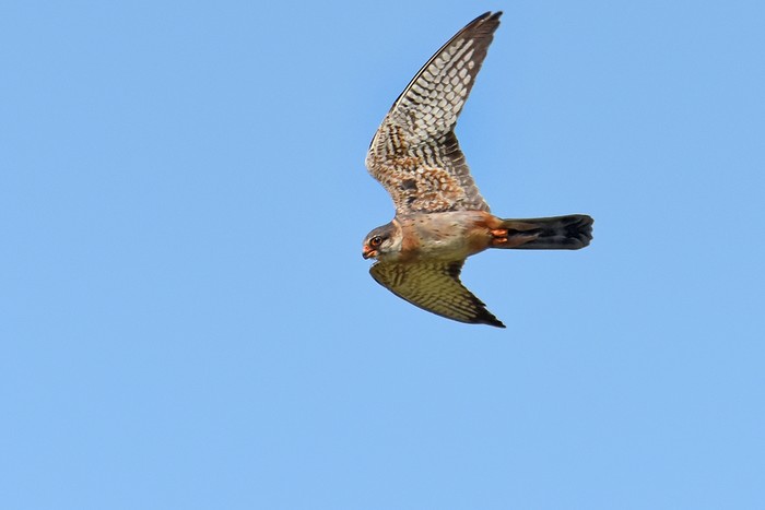 Red-footed Falcon