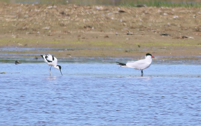 Caspian Tern