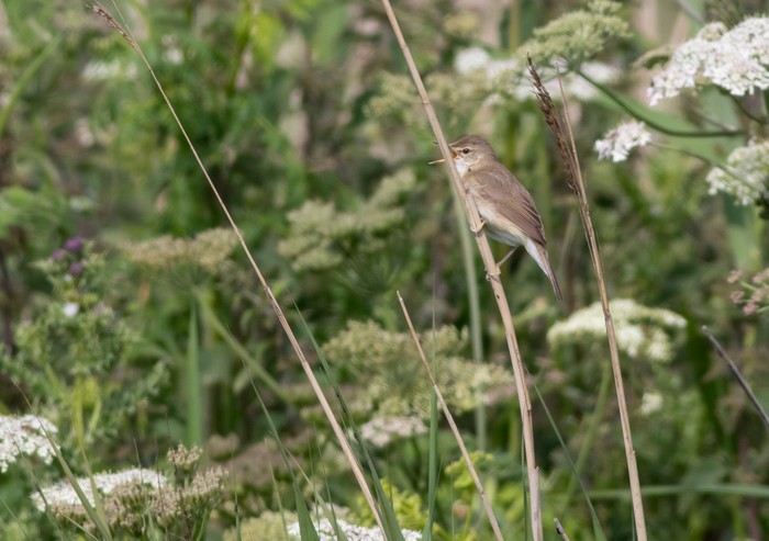 Blyth's Reed Warbler