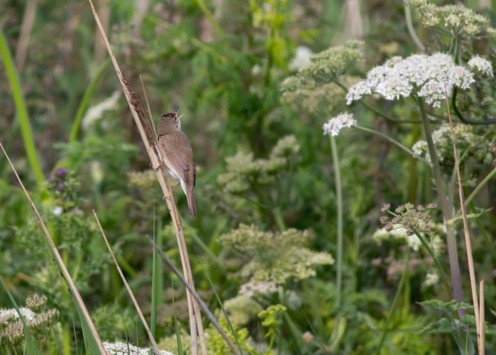 Blyth's Reed Warbler
