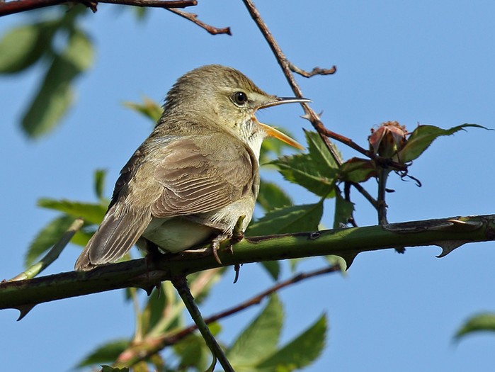Blyth's Reed Warbler