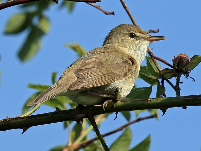 Blyth's Reed Warbler