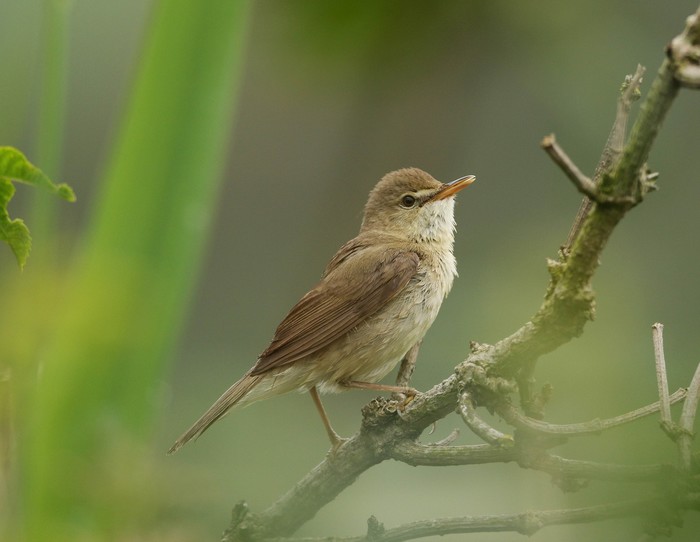 Blyth's Reed Warbler