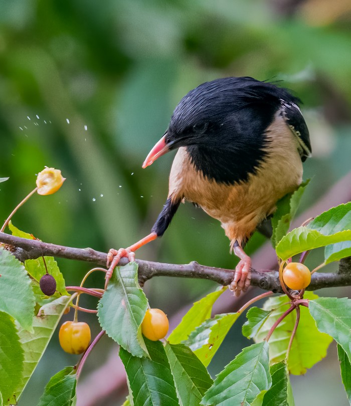 Rose-coloured Starling