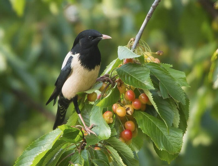 Rose-coloured Starling