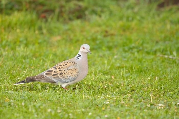 Turtle Dove