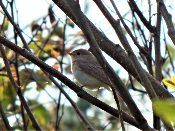 Red-breasted Flycatcher