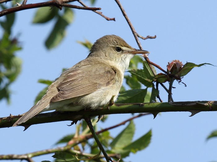 Blyth's Reed Warbler