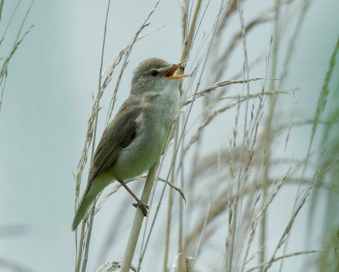 Blyth's Reed Warbler