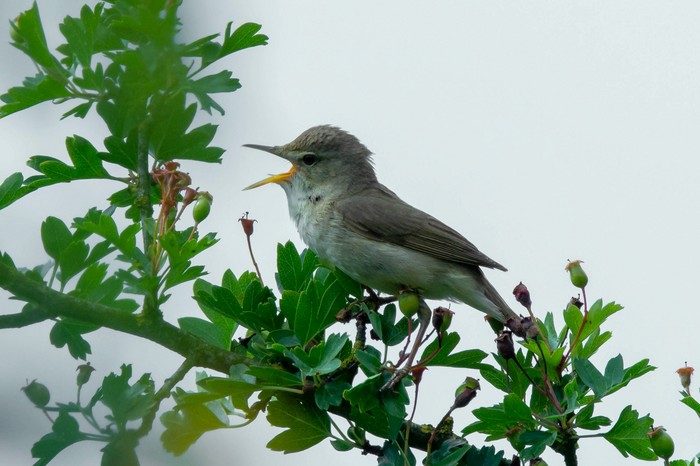 Blyth's Reed Warbler