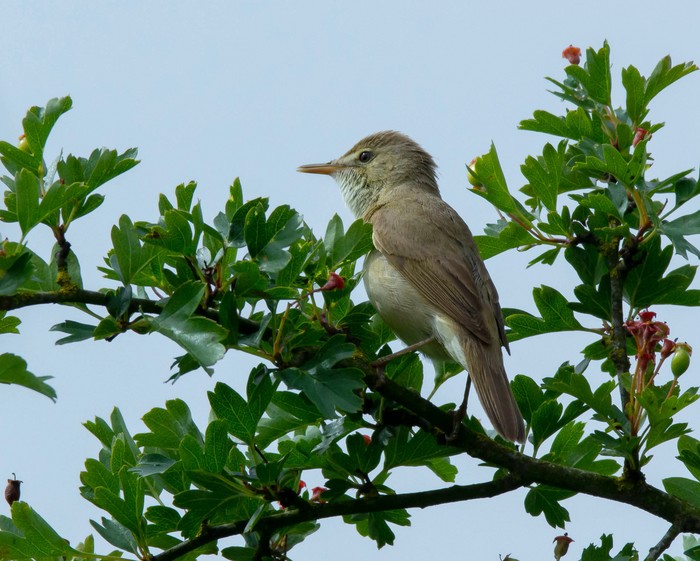 Blyth's Reed Warbler