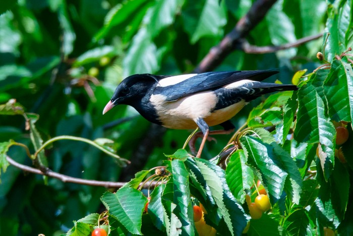 Rose-coloured Starling