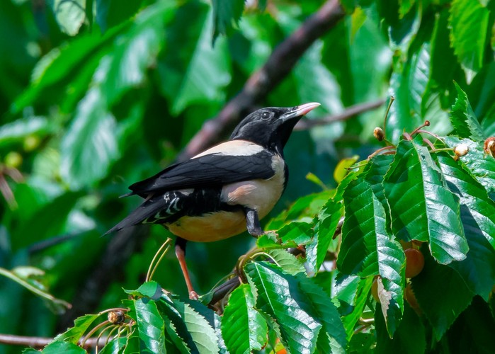 Rose-coloured Starling