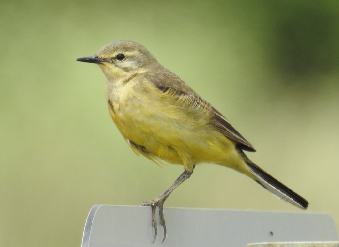Yellow Wagtail