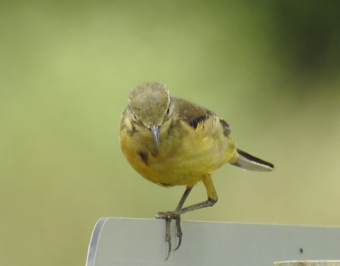 Yellow Wagtail