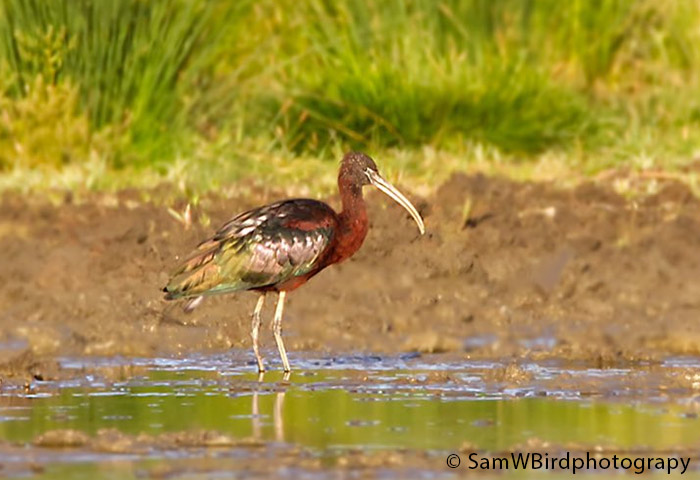 Glossy Ibis