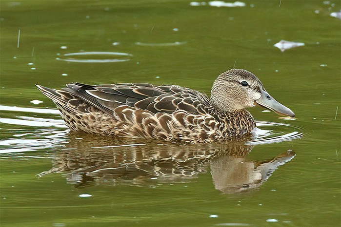 Blue-winged Teal