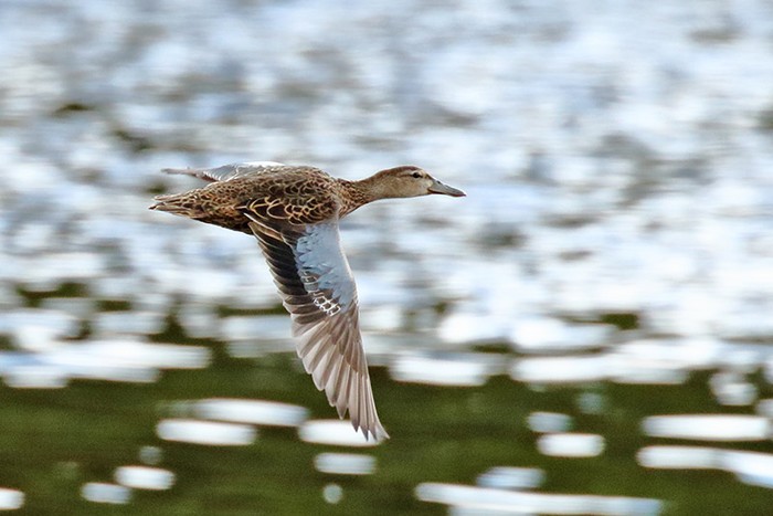 Blue-winged Teal