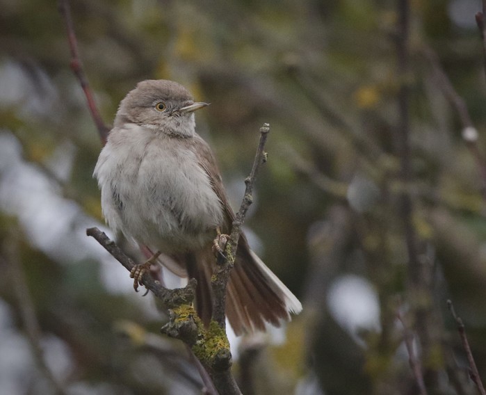 Asian Desert Warbler