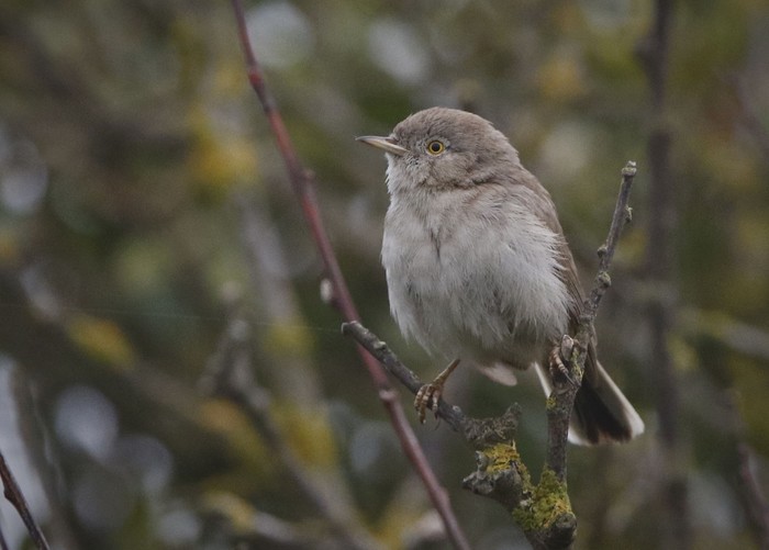 Asian Desert Warbler