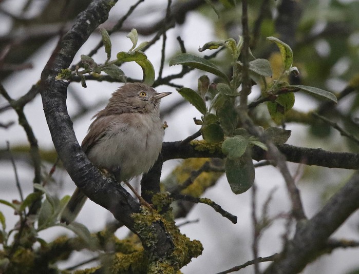 Asian Desert Warbler
