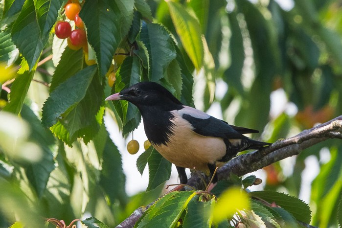 Rose-coloured Starling