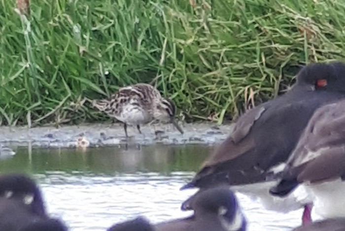 Broad-billed Sandpiper