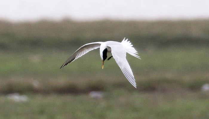 Cayenne Tern