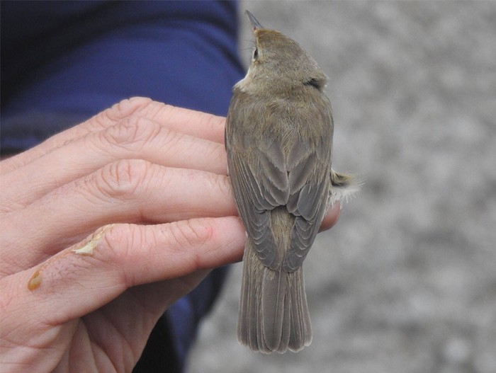 Marsh Warbler