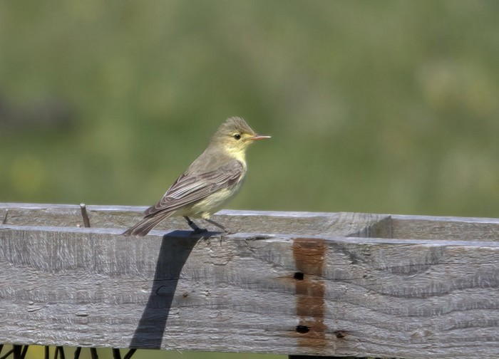 Icterine Warbler