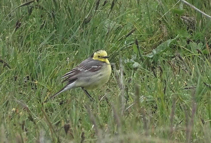 Citrine Wagtail