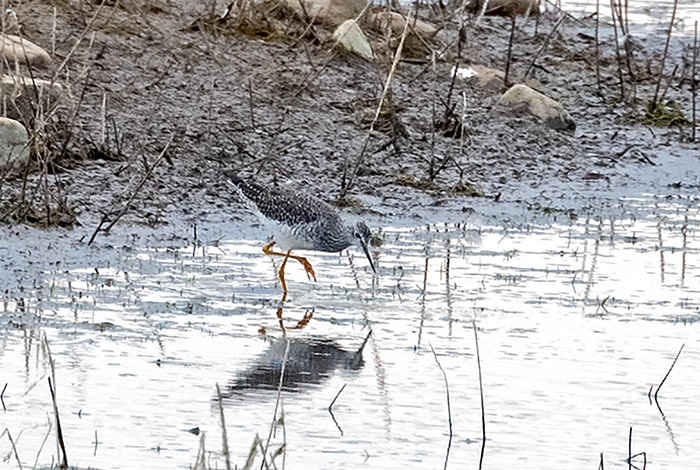 Lesser Yellowlegs